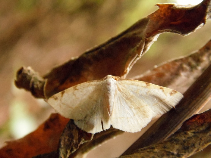 Stegania trimaculata ???